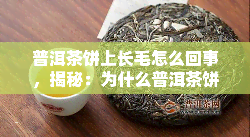 普洱茶饼上长毛怎么回事，揭秘：为什么普洱茶饼会长毛？