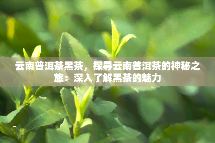 云南普洱茶黑茶，探寻云南普洱茶的神秘之旅：深入了解黑茶的魅力