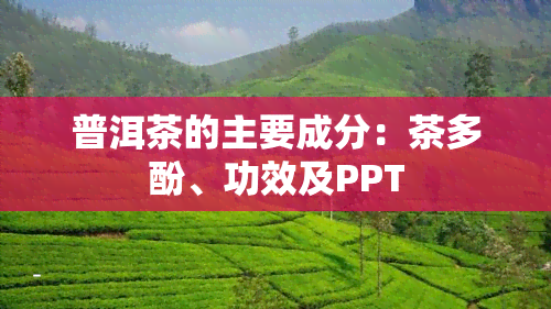 普洱茶的主要成分：茶多酚、功效及PPT