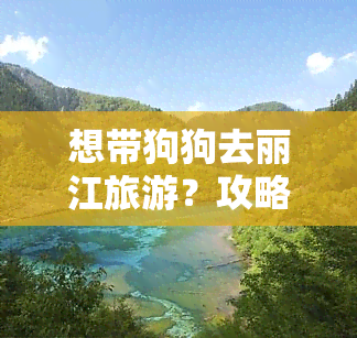 想带狗狗去丽江旅游？攻略在此！