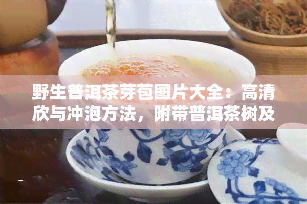 野生普洱茶芽苞图片大全：高清欣与冲泡方法，附带普洱茶树及茶叶图片