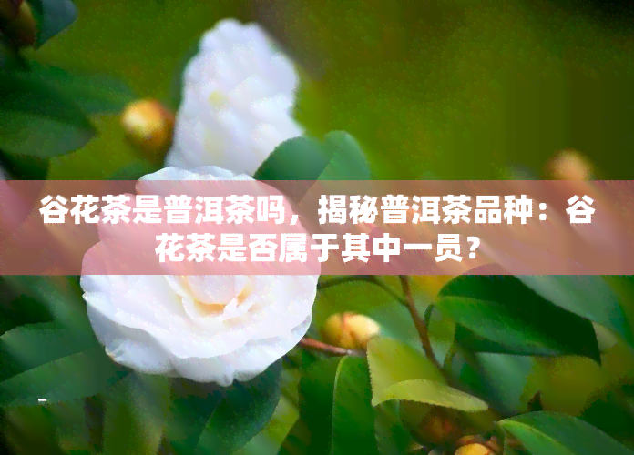 谷花茶是普洱茶吗，揭秘普洱茶品种：谷花茶是否属于其中一员？