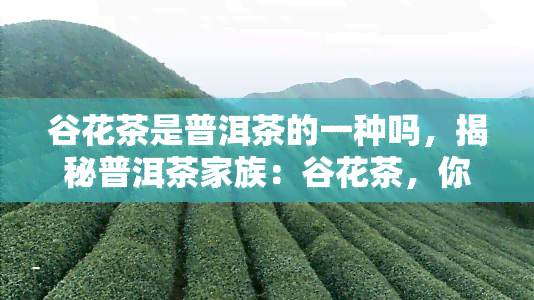 谷花茶是普洱茶的一种吗，揭秘普洱茶家族：谷花茶，你了解多少？