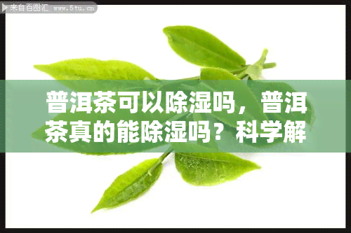 普洱茶可以除湿吗，普洱茶真的能除湿吗？科学解析茶叶的神奇功效