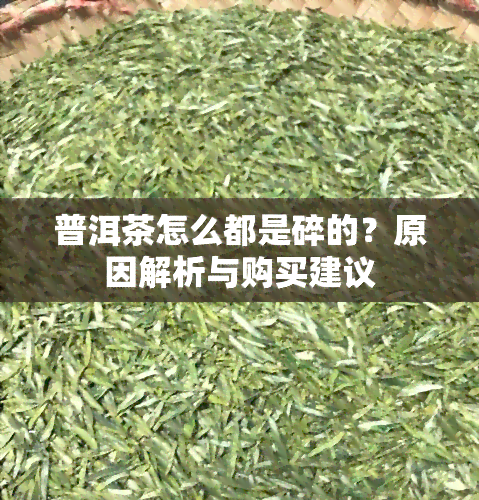 普洱茶怎么都是碎的？原因解析与购买建议