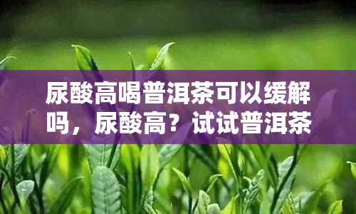 尿酸高喝普洱茶可以缓解吗，尿酸高？试试普洱茶，或能帮你缓解症状！