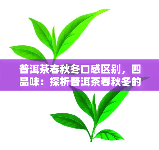 普洱茶春秋冬口感区别，四品味：探析普洱茶春秋冬的口感差异