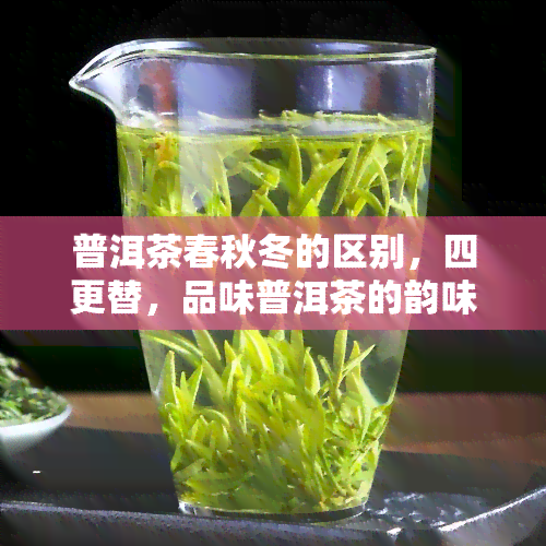 普洱茶春秋冬的区别，四更替，品味普洱茶的韵味：春秋冬的不同特点解析