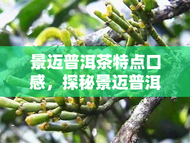 景迈普洱茶特点口感，探秘景迈普洱茶的独特口感特性