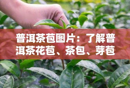 普洱茶苞图片：了解普洱茶花苞、茶包、芽苞及其无特性，欣包装图片大全