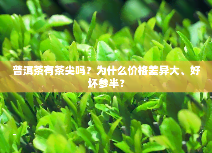 普洱茶有茶尖吗？为什么价格差异大、好坏参半？