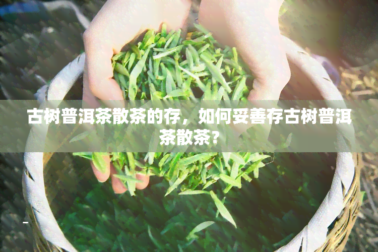 古树普洱茶散茶的存，如何妥善存古树普洱茶散茶？