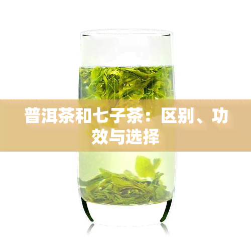 普洱茶和七子茶：区别、功效与选择