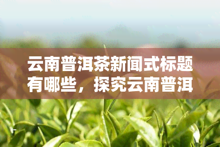 云南普洱茶新闻式标题有哪些，探究云南普洱茶的新闻式标题，挖掘其独特魅力