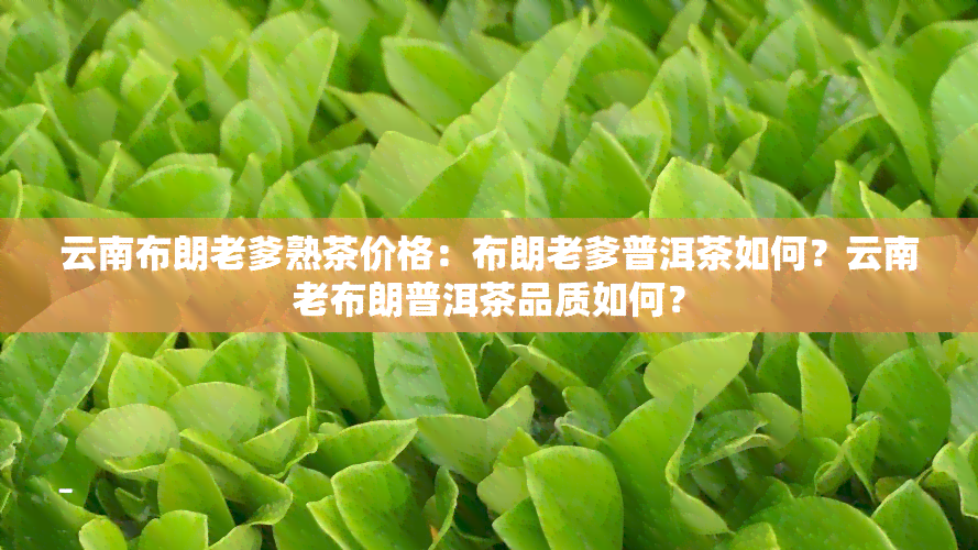 云南布朗老爹熟茶价格：布朗老爹普洱茶如何？云南老布朗普洱茶品质如何？