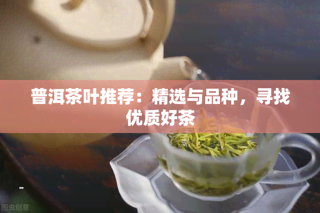 普洱茶叶推荐：精选与品种，寻找优质好茶