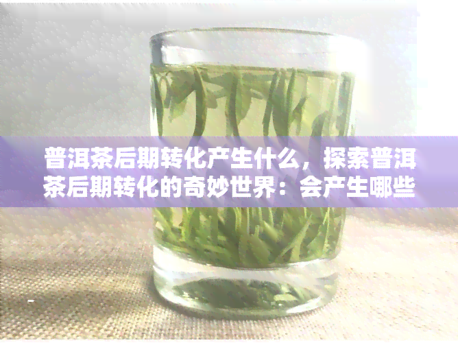 普洱茶后期转化产生什么，探索普洱茶后期转化的奇妙世界：会产生哪些变化？