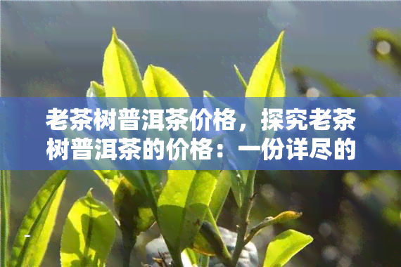 老茶树普洱茶价格，探究老茶树普洱茶的价格：一份详尽的市场分析报告