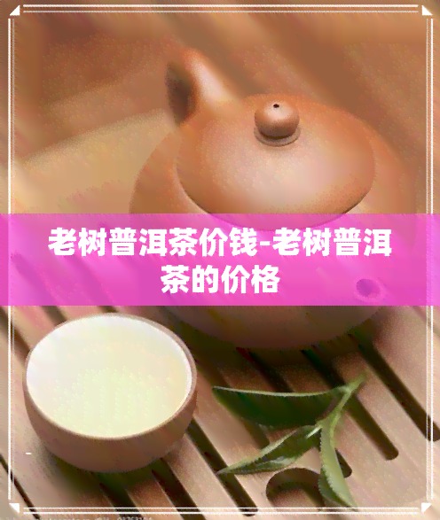 老树普洱茶价钱-老树普洱茶的价格