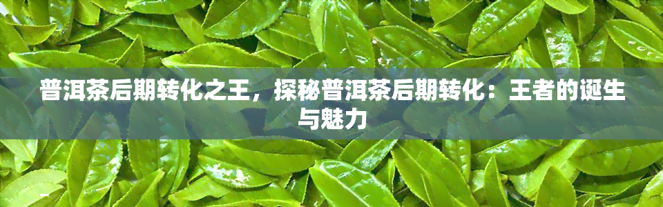 普洱茶后期转化之王，探秘普洱茶后期转化：王者的诞生与魅力