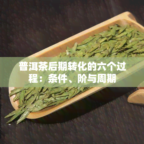 普洱茶后期转化的六个过程：条件、阶与周期