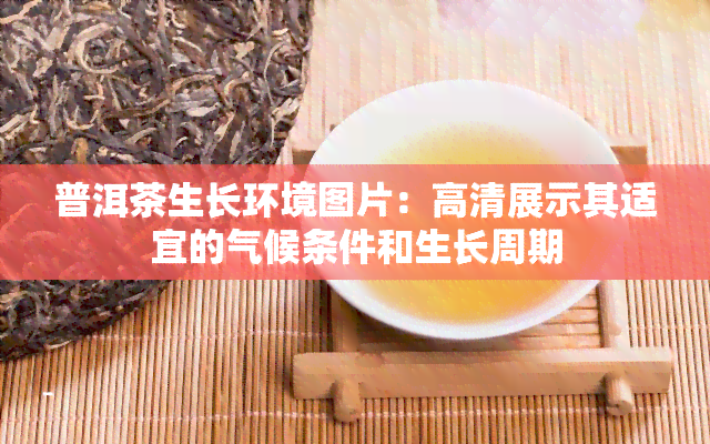 普洱茶生长环境图片：高清展示其适宜的气候条件和生长周期