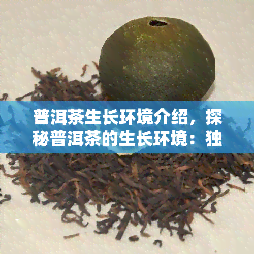 普洱茶生长环境介绍，探秘普洱茶的生长环境：独特的地理条件和气候影响