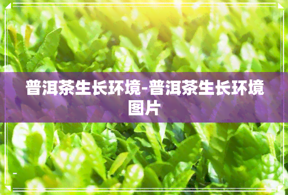 普洱茶生长环境-普洱茶生长环境图片