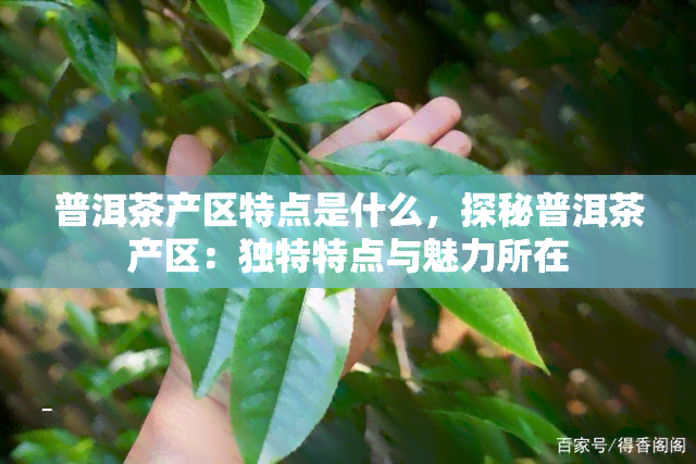 普洱茶产区特点是什么，探秘普洱茶产区：独特特点与魅力所在