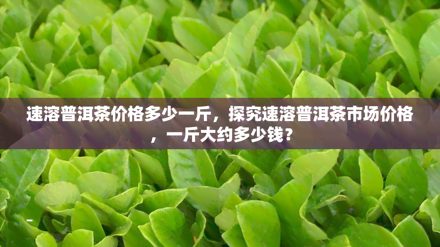 速溶普洱茶价格多少一斤，探究速溶普洱茶市场价格，一斤大约多少钱？