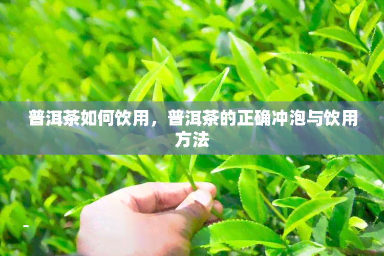 普洱茶如何饮用，普洱茶的正确冲泡与饮用方法