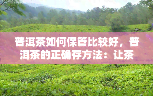 普洱茶如何保管比较好，普洱茶的正确存方法：让茶叶保持品质