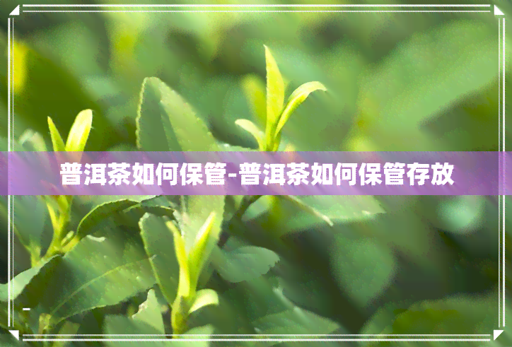 普洱茶如何保管-普洱茶如何保管存放