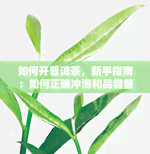 如何开普洱茶，新手指南：如何正确冲泡和品尝普洱茶？