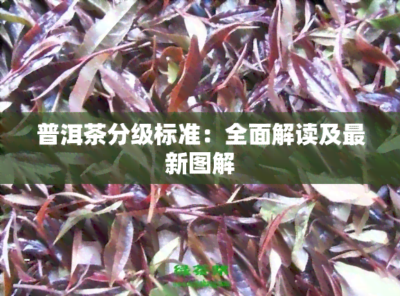 普洱茶分级标准：全面解读及最新图解