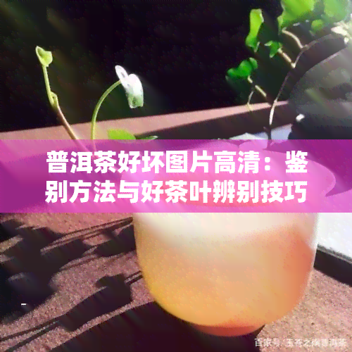 普洱茶好坏图片高清：鉴别方法与好茶叶辨别技巧全图