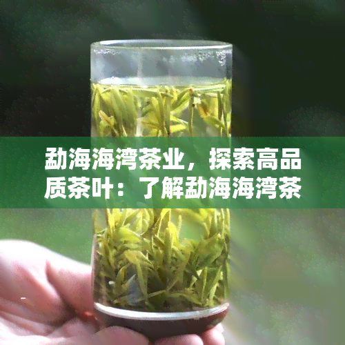 勐海海湾茶业，探索高品质茶叶：了解勐海海湾茶业