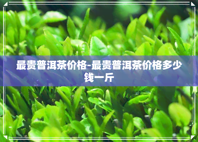 最贵普洱茶价格-最贵普洱茶价格多少钱一斤