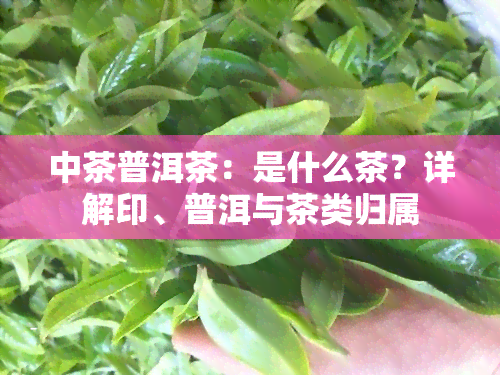 中茶普洱茶：是什么茶？详解印、普洱与茶类归属