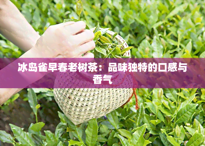 冰岛雀早春老树茶：品味独特的口感与香气