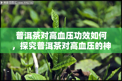 普洱茶对高血压功效如何，探究普洱茶对高血压的神奇效果