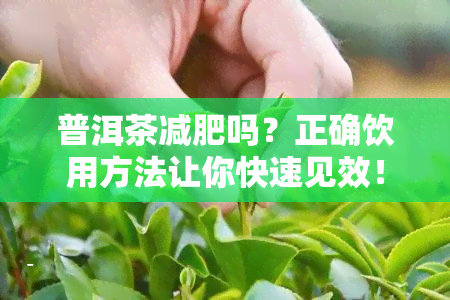 普洱茶减肥吗？正确饮用方法让你快速见效！