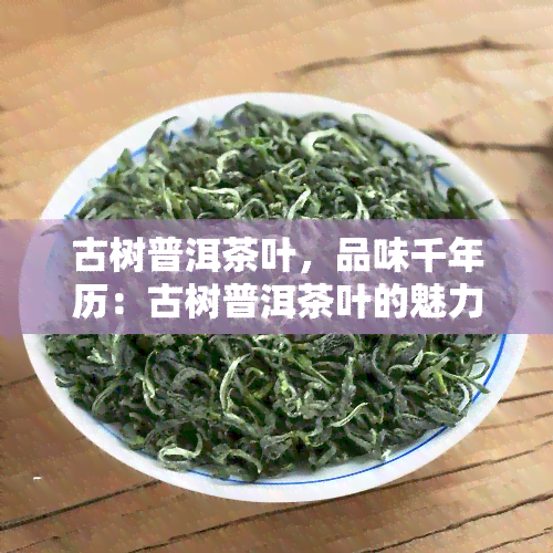 古树普洱茶叶，品味千年历：古树普洱茶叶的魅力与价值