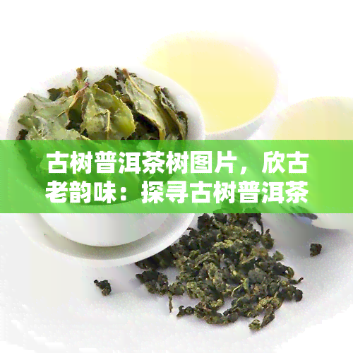 古树普洱茶树图片，欣古老韵味：探寻古树普洱茶树的美丽照片