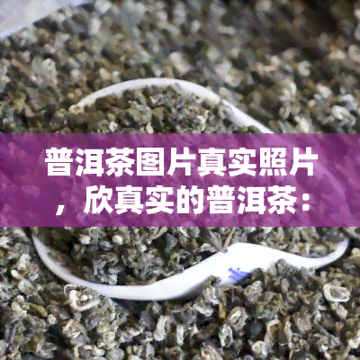 普洱茶图片真实照片，欣真实的普洱茶：一组精美的图片展示