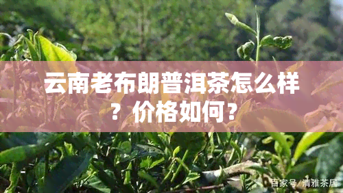 云南老布朗普洱茶怎么样？价格如何？