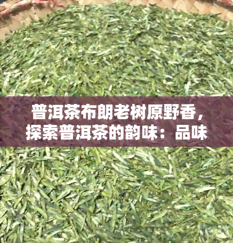 普洱茶布朗老树原野香，探索普洱茶的韵味：品味布朗老树原野香的独特魅力