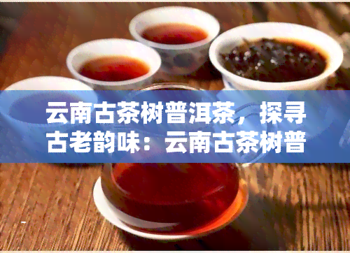 云南古茶树普洱茶，探寻古老韵味：云南古茶树普洱茶的魅力与历