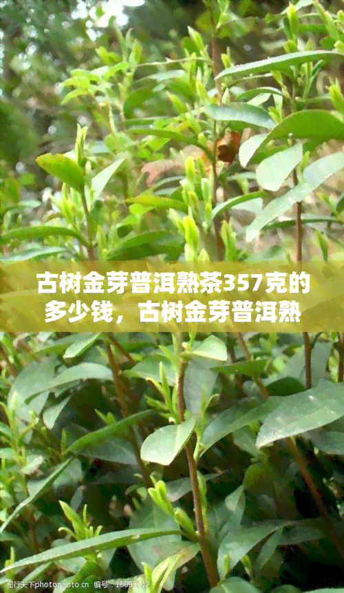 古树金芽普洱熟茶357克的多少钱，古树金芽普洱熟茶357克的价格是多少？