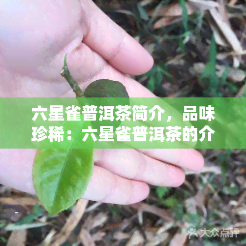 六星雀普洱茶简介，品味珍稀：六星雀普洱茶的介绍与鉴